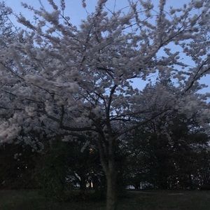 Meet your Posher, Alyson